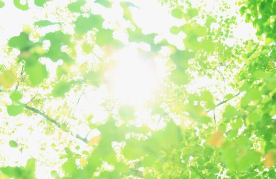 免疫力を高める